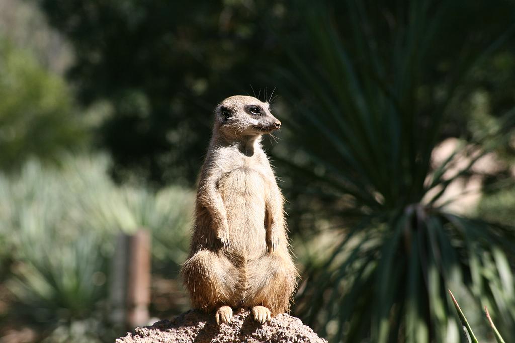 20081019 wild animal park 126.jpg - Wild Animal Park San Diego - Meerkat on the lookout